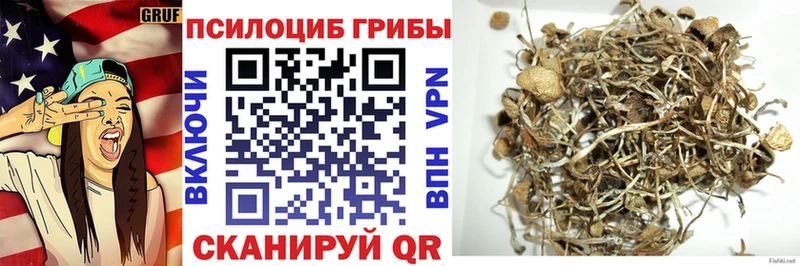Купить  Бежецк  Псилоцибиновые грибы Psilocybe 